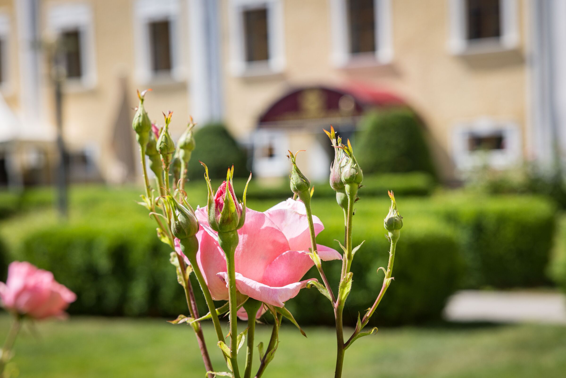 Schöne Rose im Schlossgarten
